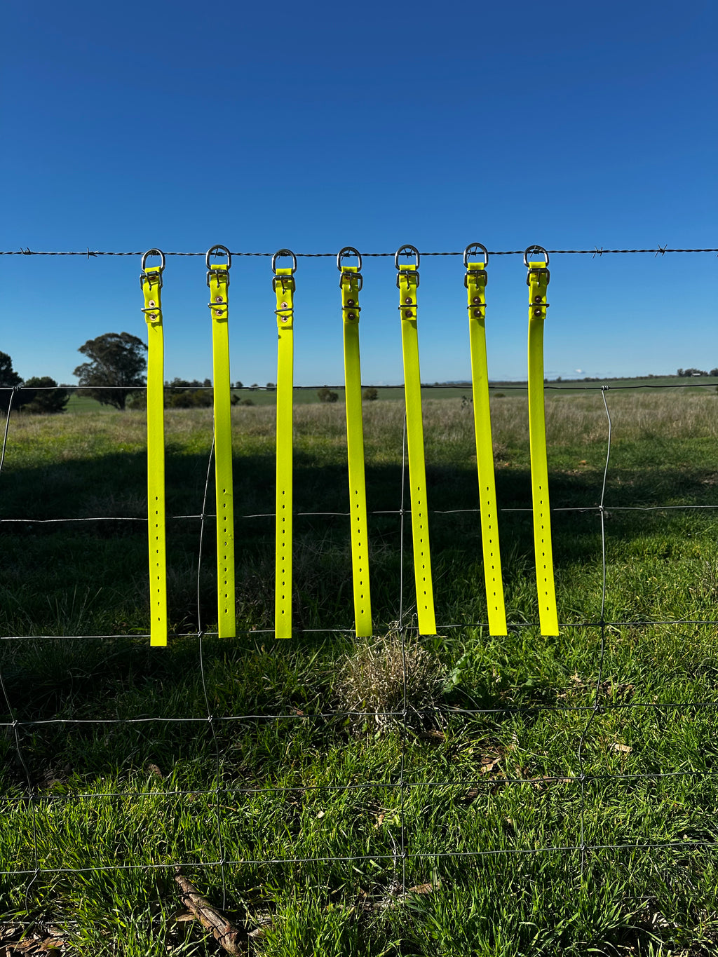 Honeysuckle Collar (fluro yellow)