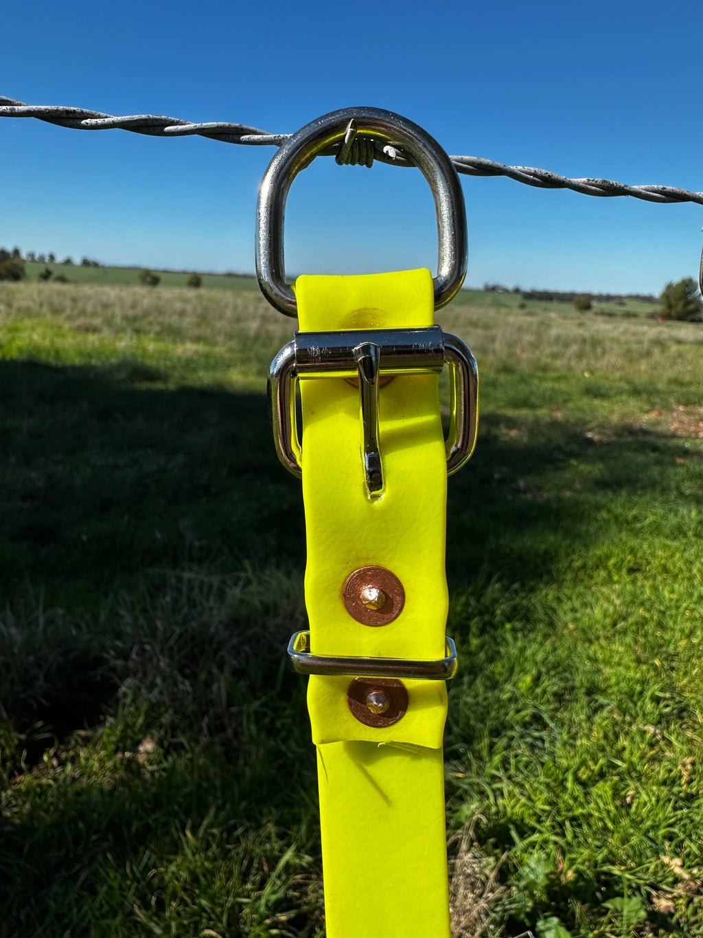 Honeysuckle Collar (fluro yellow)