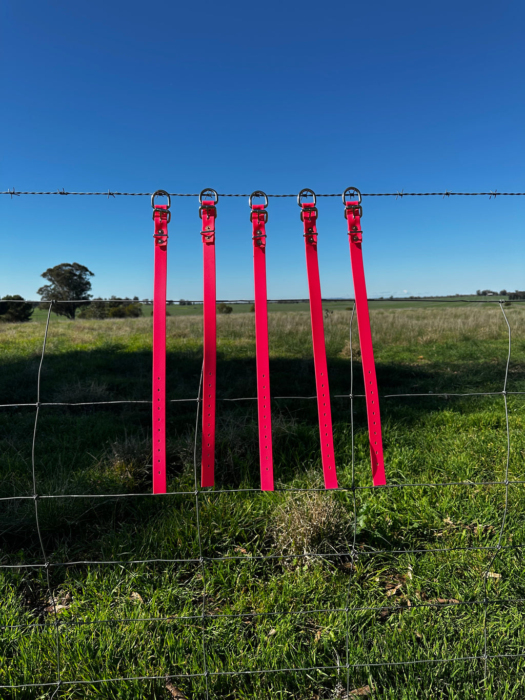 Sugarloaf Collar (fluro pink)