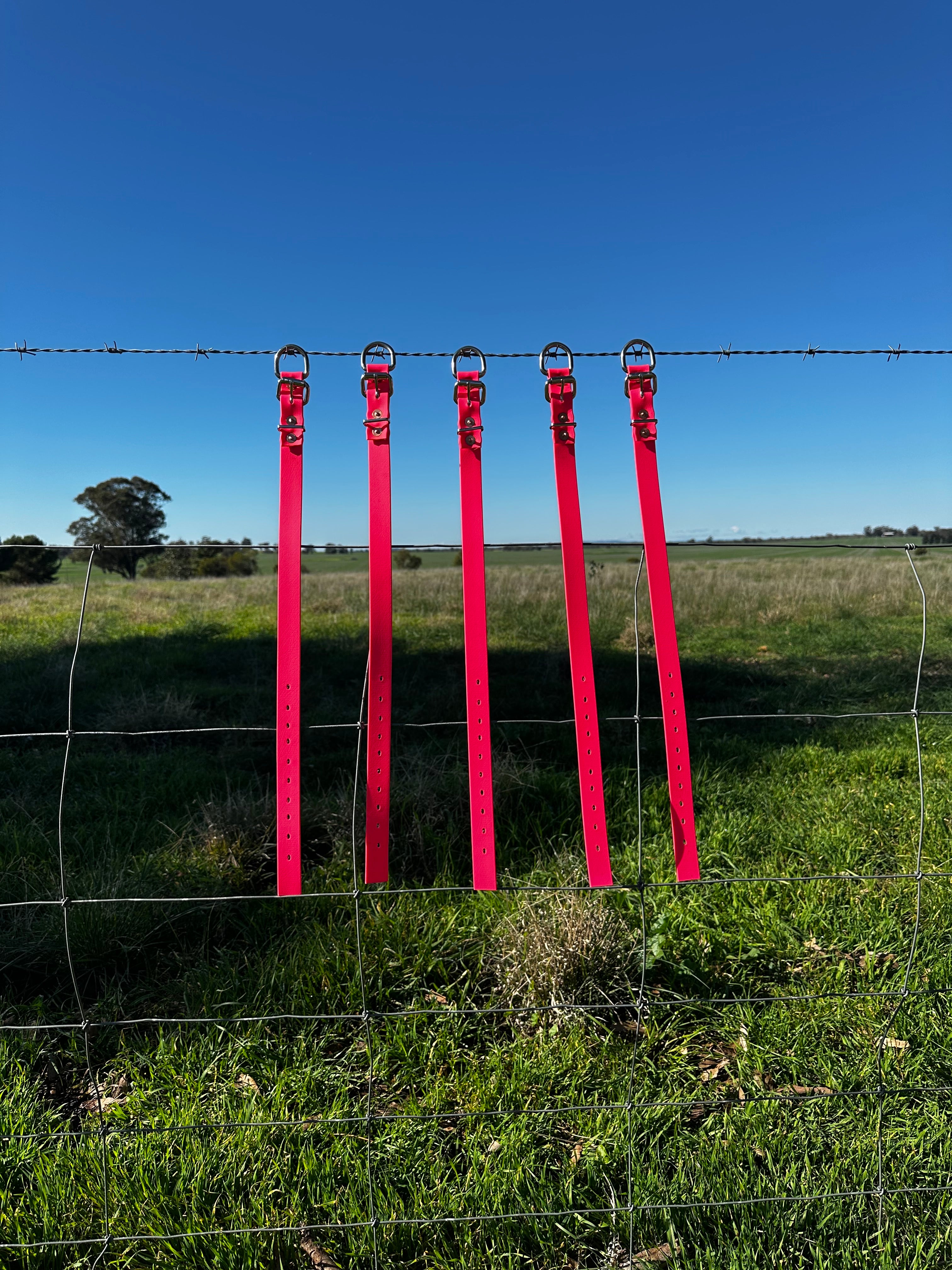 Sugarloaf Collar (fluro pink)