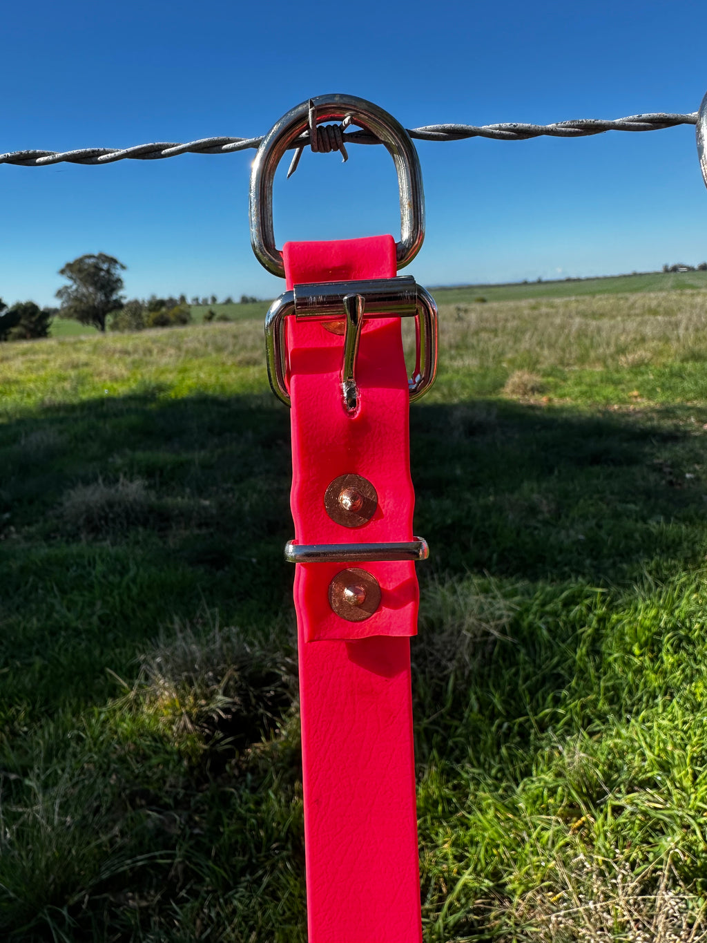 Sugarloaf Collar (fluro pink)