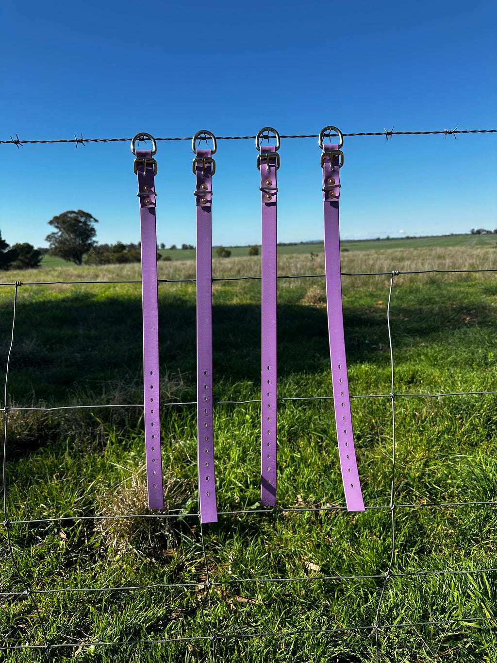 Pennywieght Collar (Purple)