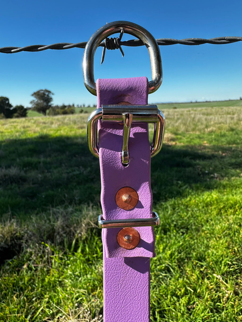 Pennywieght Collar (Purple)