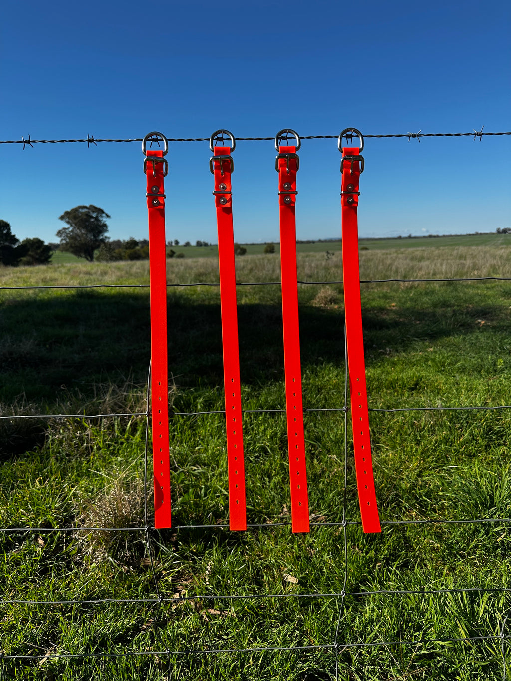 Whiskey Collar (fluro orange)