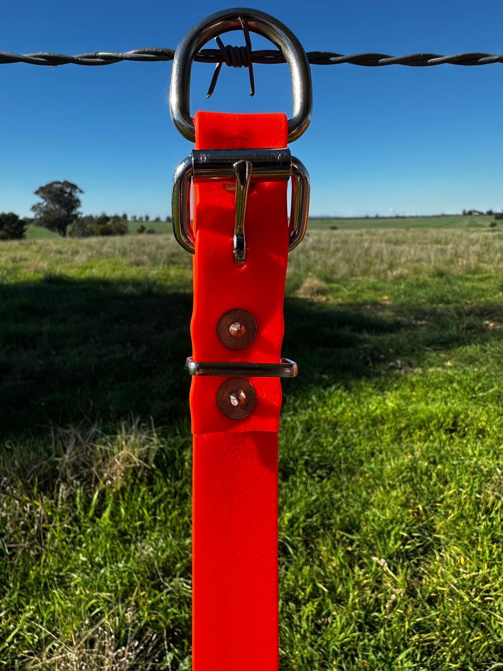 Whiskey Collar (fluro orange)