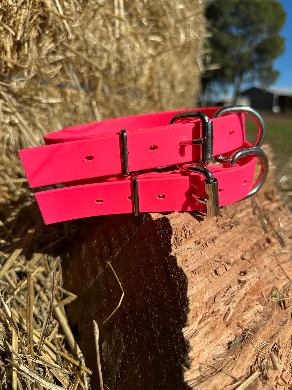 Sugarloaf Collar (fluro pink)