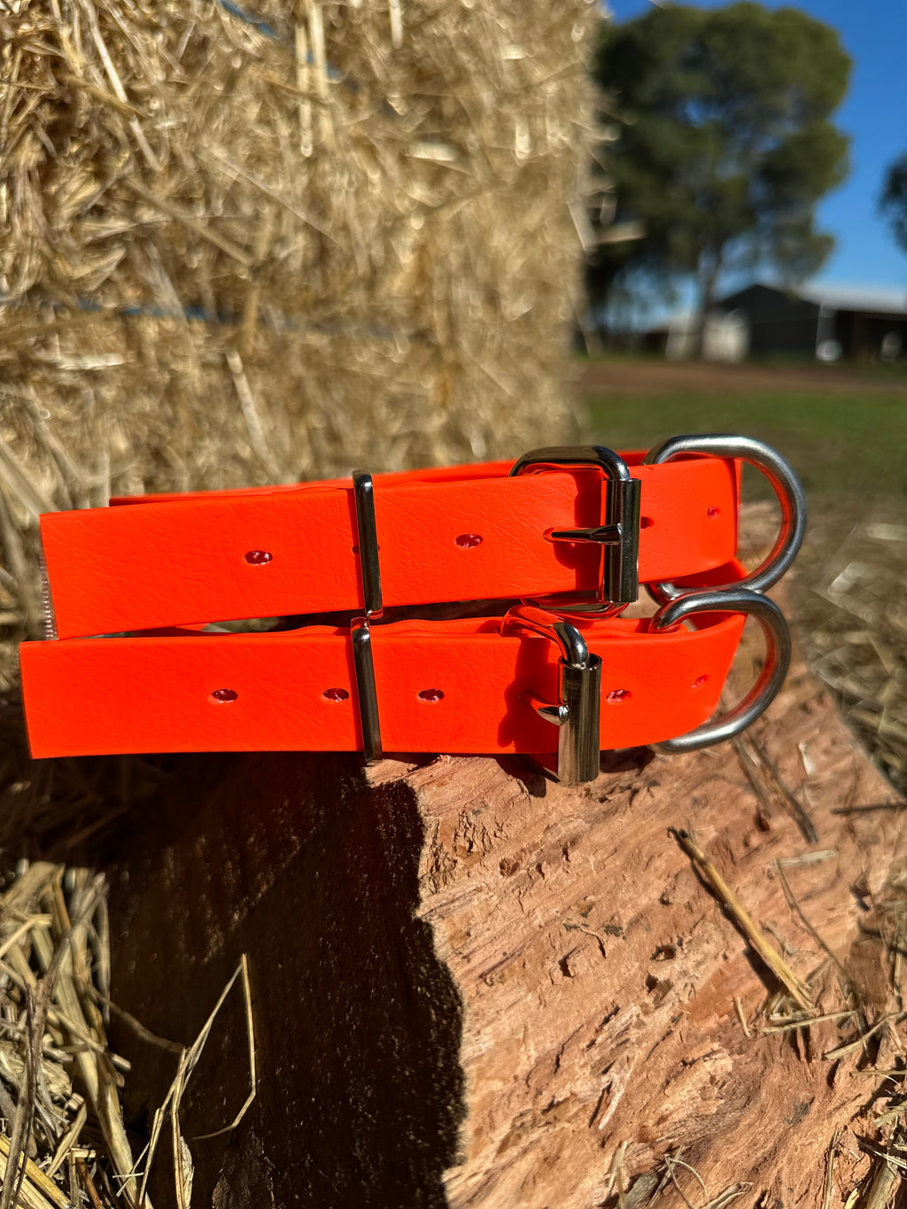 Whiskey Collar (fluro orange)