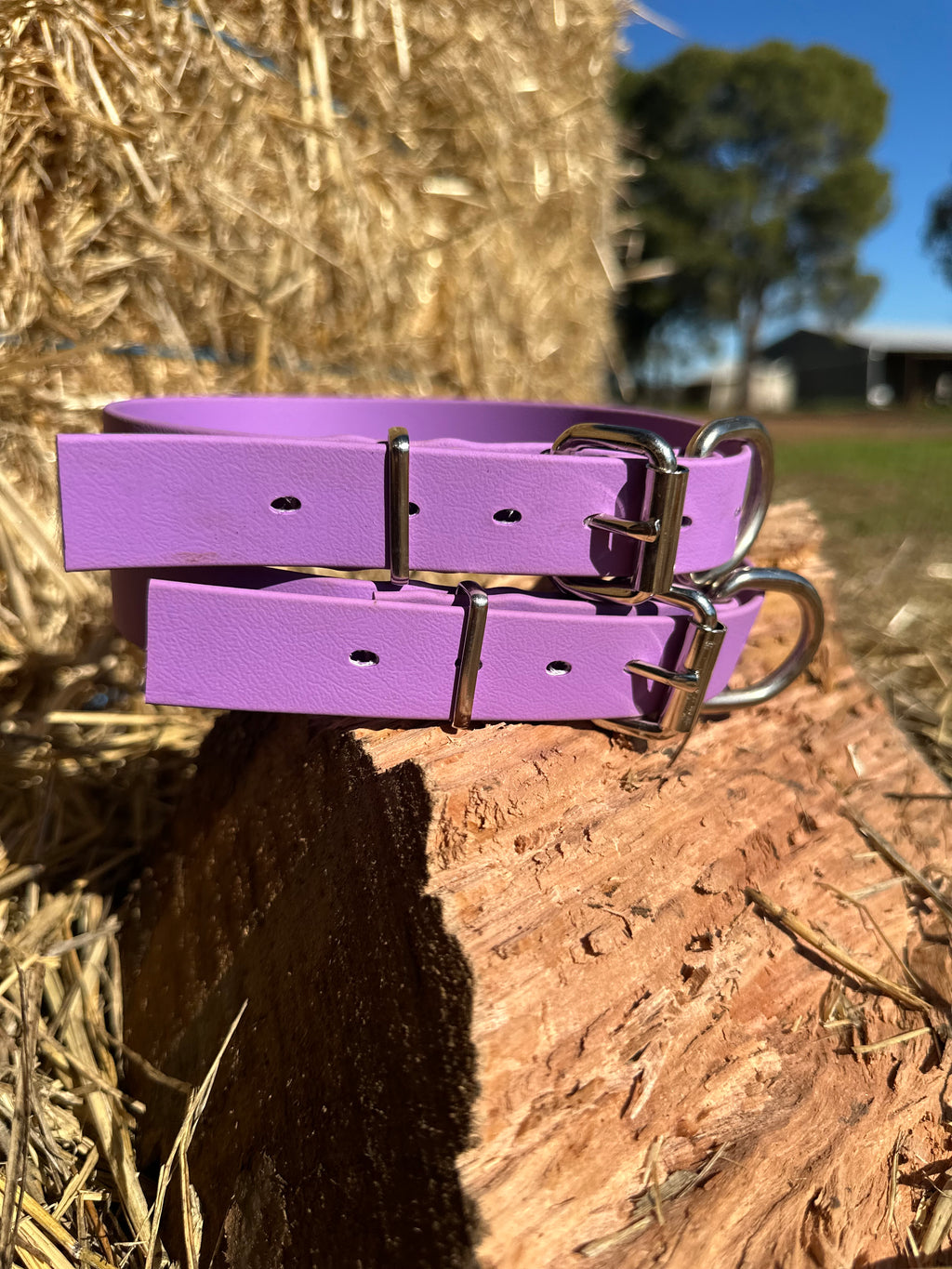 Pennywieght Collar (Purple)