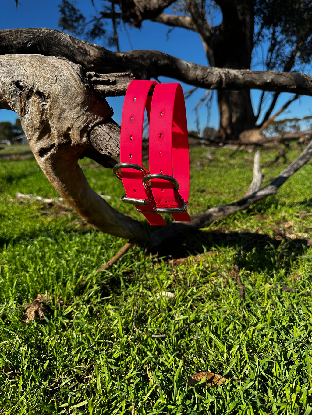 Sugarloaf Collar (fluro pink)