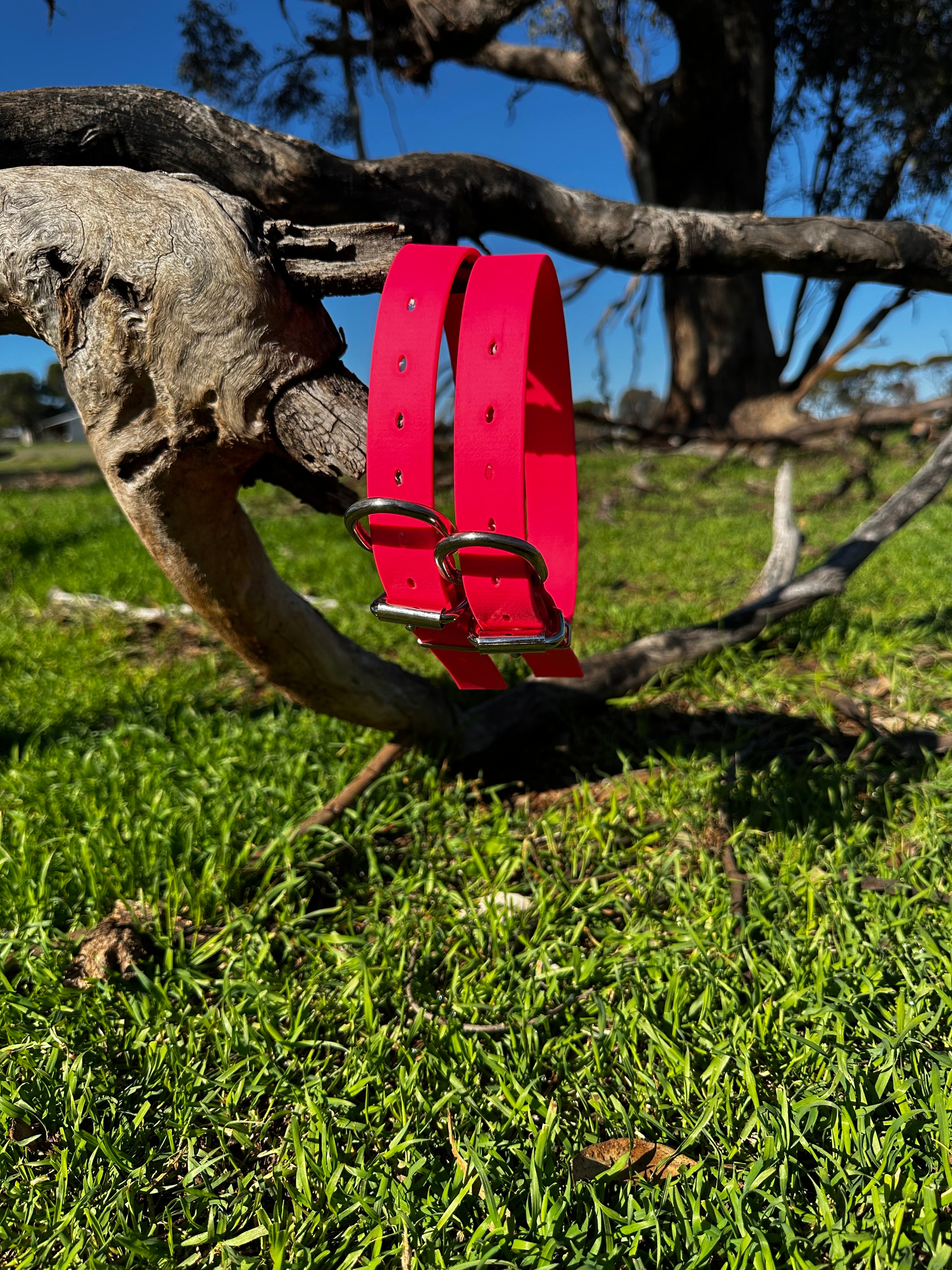 Sugarloaf Collar (fluro pink)