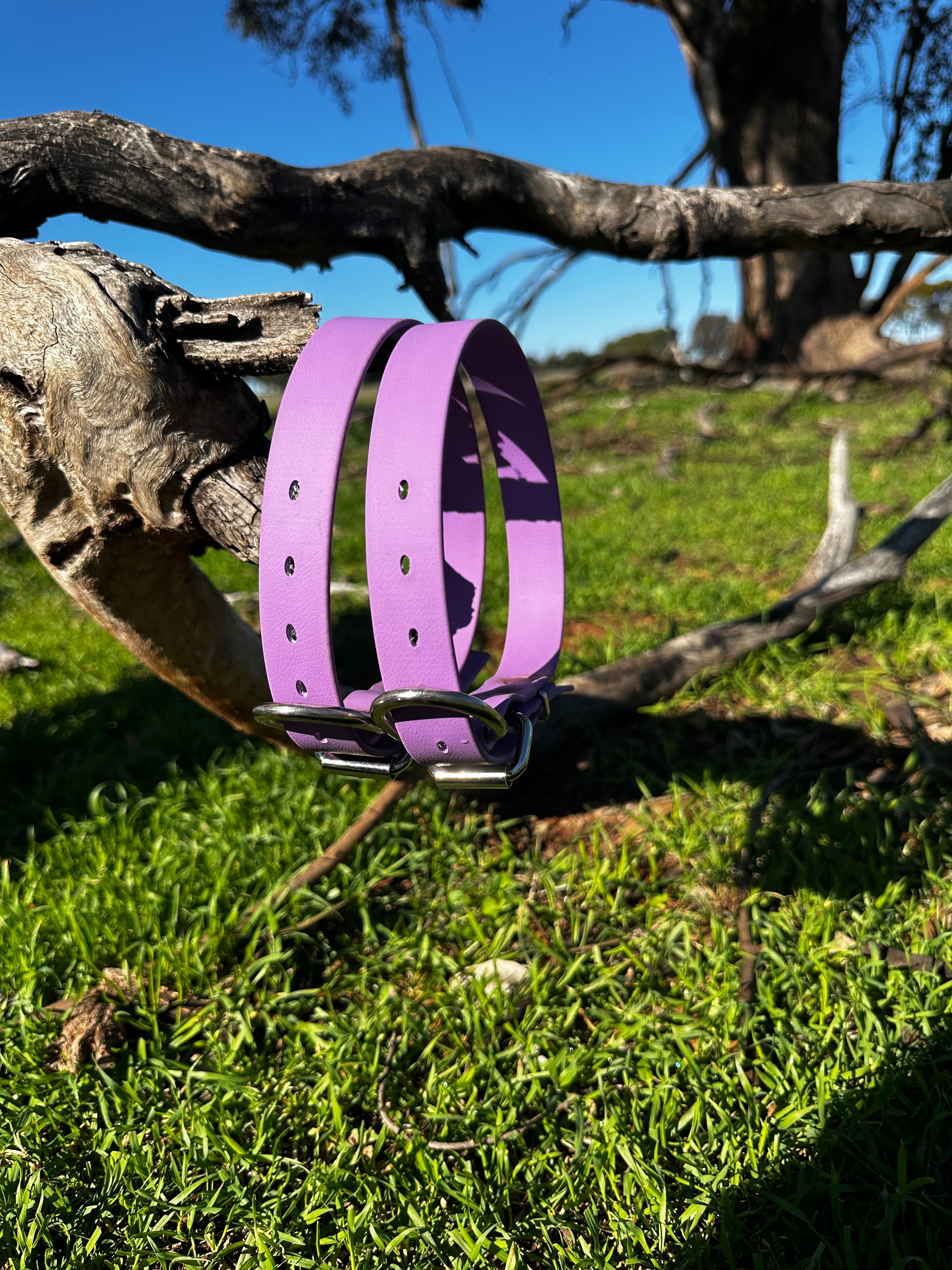 Pennywieght Collar (Purple)