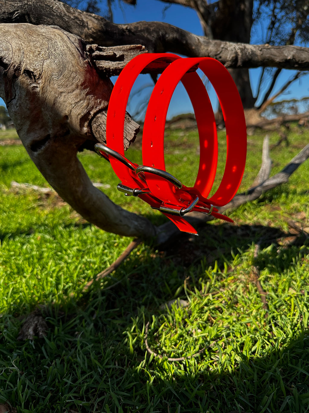 Whiskey Collar (fluro orange)