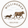Willingner Kelpies - Home